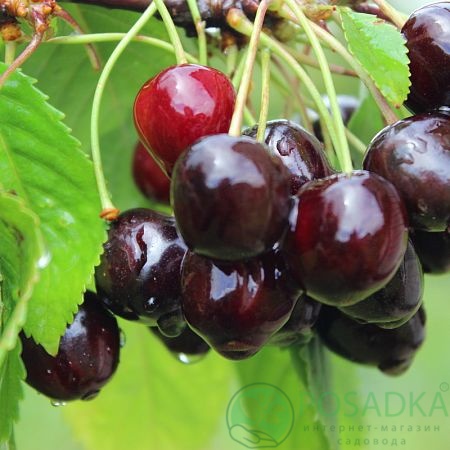 картинка Вишня Шпанка 