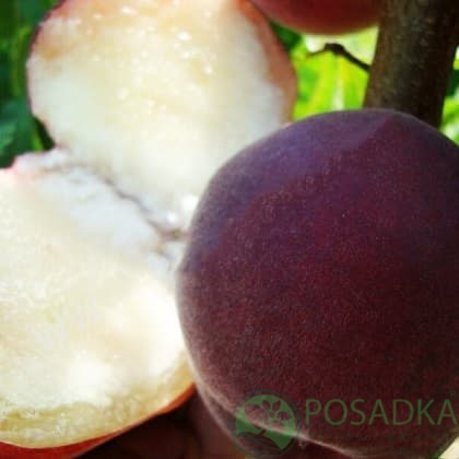 картинка Персик Фиделия 