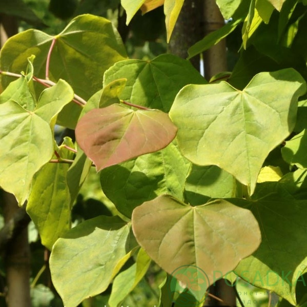 картинка Церцис канадский 'Royal White' 