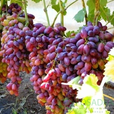 картинка Виноград Марсело (контейнер) 