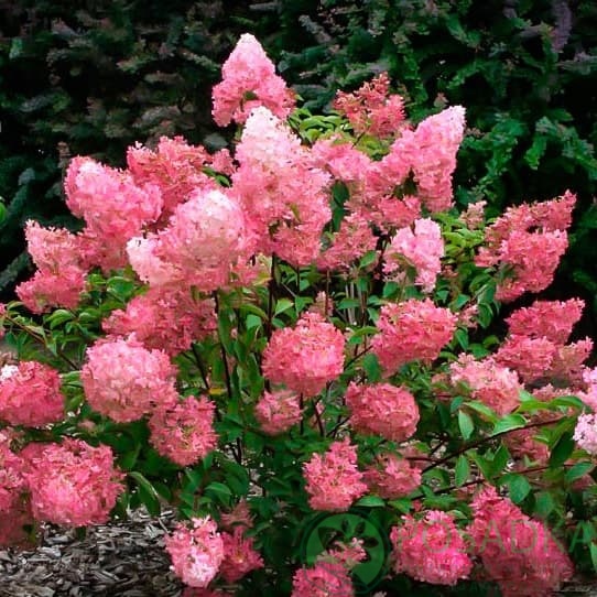 картинка Гортензия метельчатая Sundae Fraise (Сандей Фрайз) 