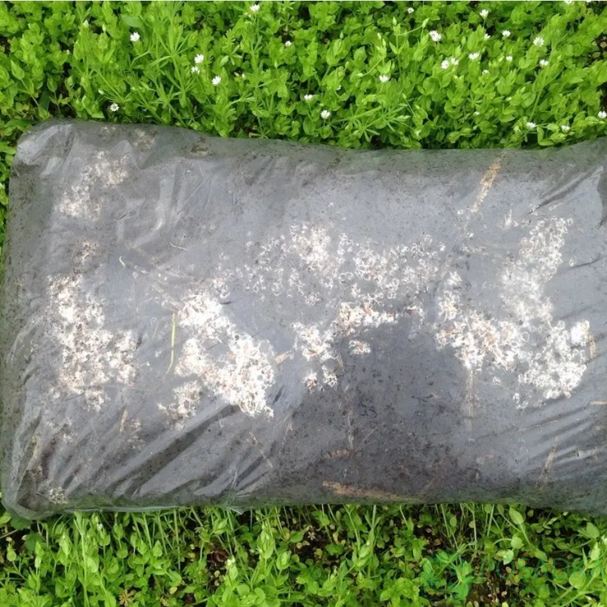 картинка Зарощенный грибной блок Маслята, 15 кг 