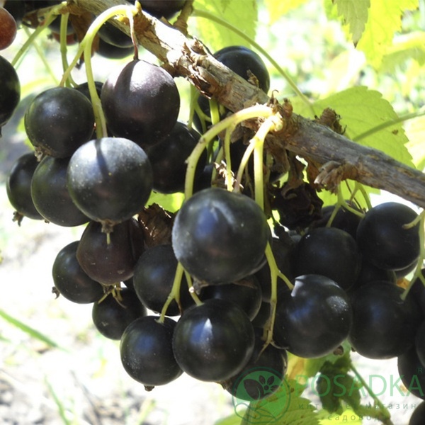 картинка Смородина черная Сокровище 