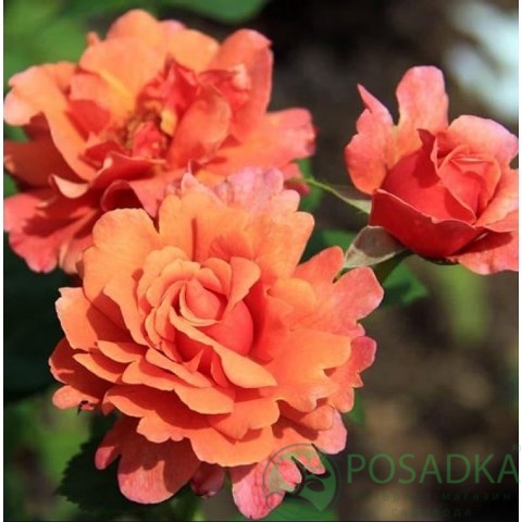 картинка Роза флорибунда Изи Даз Ит С2 