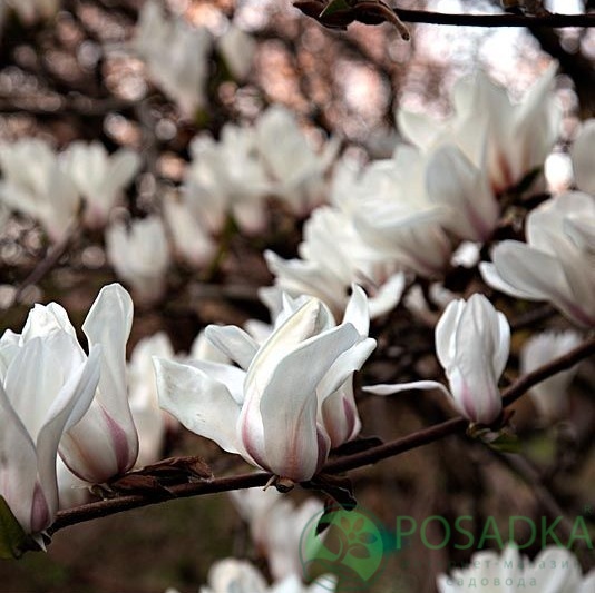 картинка Манголия Pegasus 