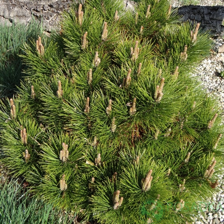 картинка Сосна tabuliformis 'Shenyang' 