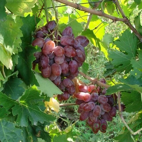 картинка Виноград Былина 