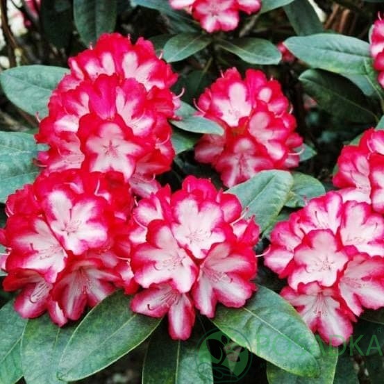 картинка Рододендрон гибридный Ann Lindsay 