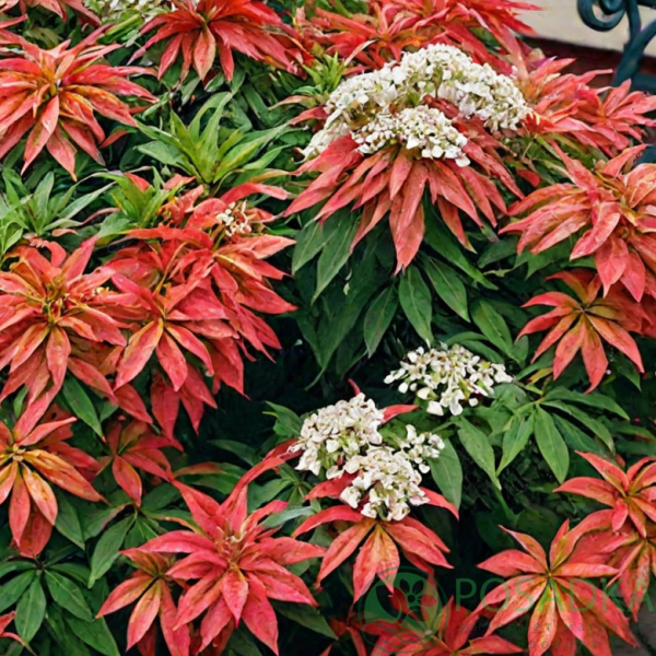 картинка Пиерис Моунтейн Файа (Pieris Mountain Fire) C2 