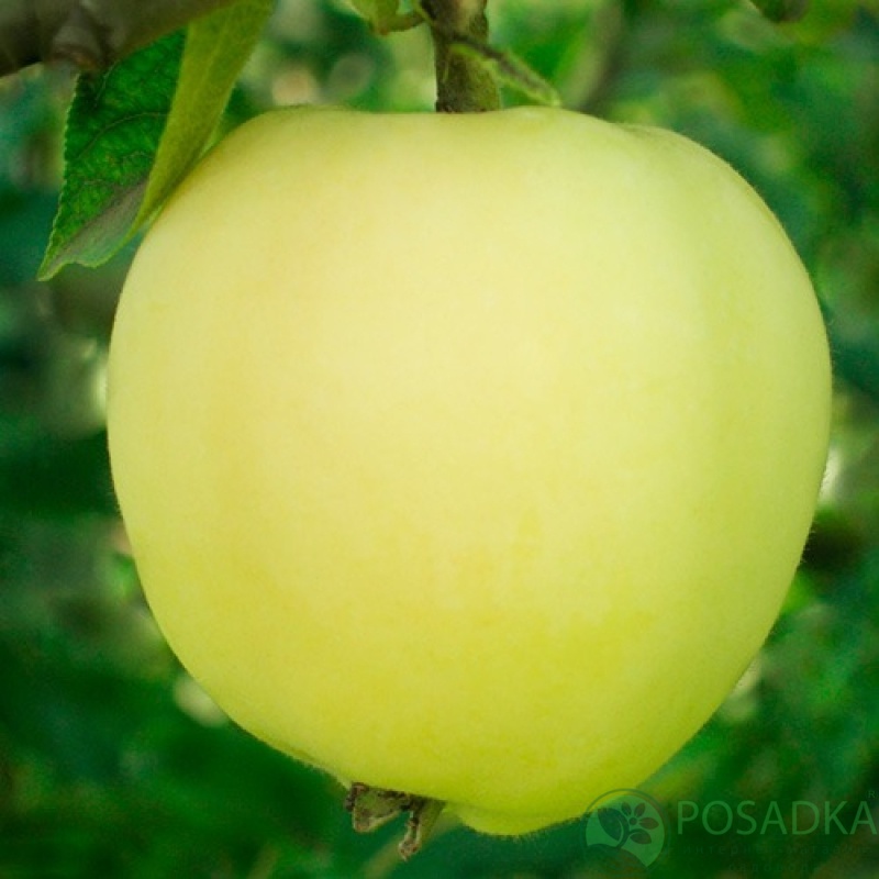 картинка Яблоня Сильвия  картинка Яблоня Сильвия