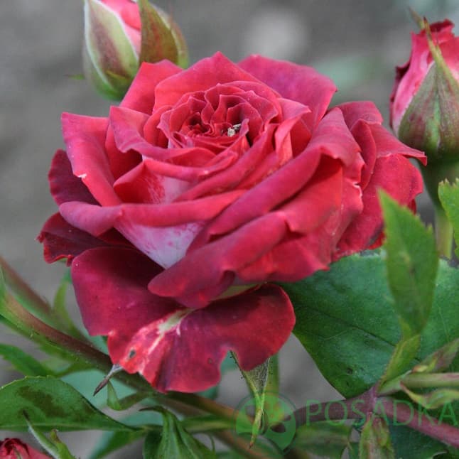 картинка Роза миниатюрная Коричневая матова 