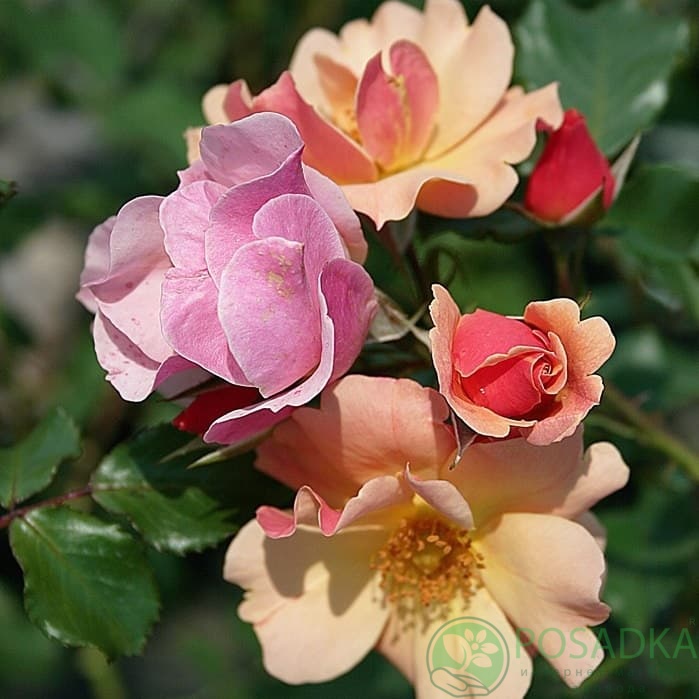 картинка Роза почвопокровная Джаз 