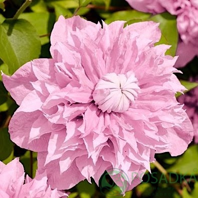 картинка Клематис Multi Pink 