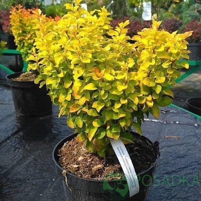 картинка Барбарис Тунберга 'Sunny' 