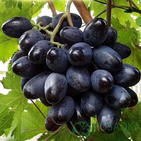 картинка Виноград вегетирующий Богатырь 