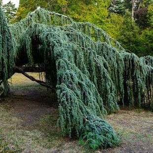 картинка Кедр ливанский Atlantica Glauca Pendula  