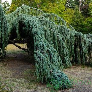 картинка Кедр ливанский Atlantica Glauca Pendula С4 