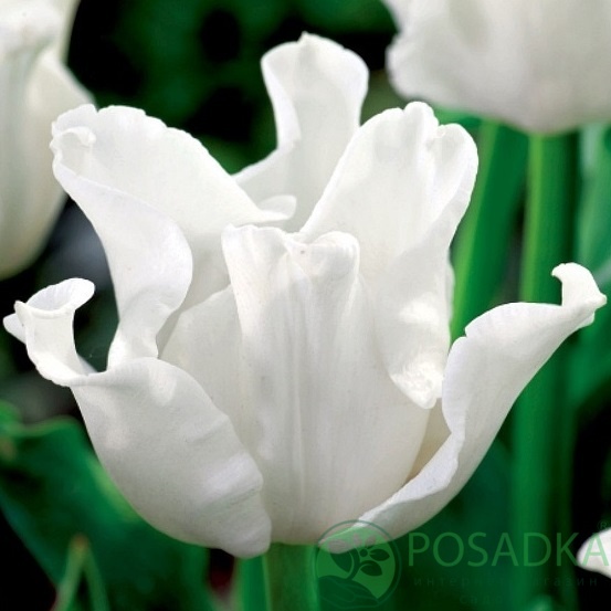 картинка Тюльпан White Liberstar  картинка Тюльпан White Liberstar