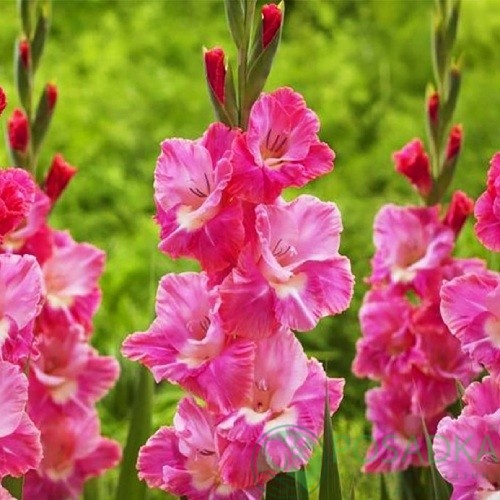 картинка Гладиолус Pink Parrot 