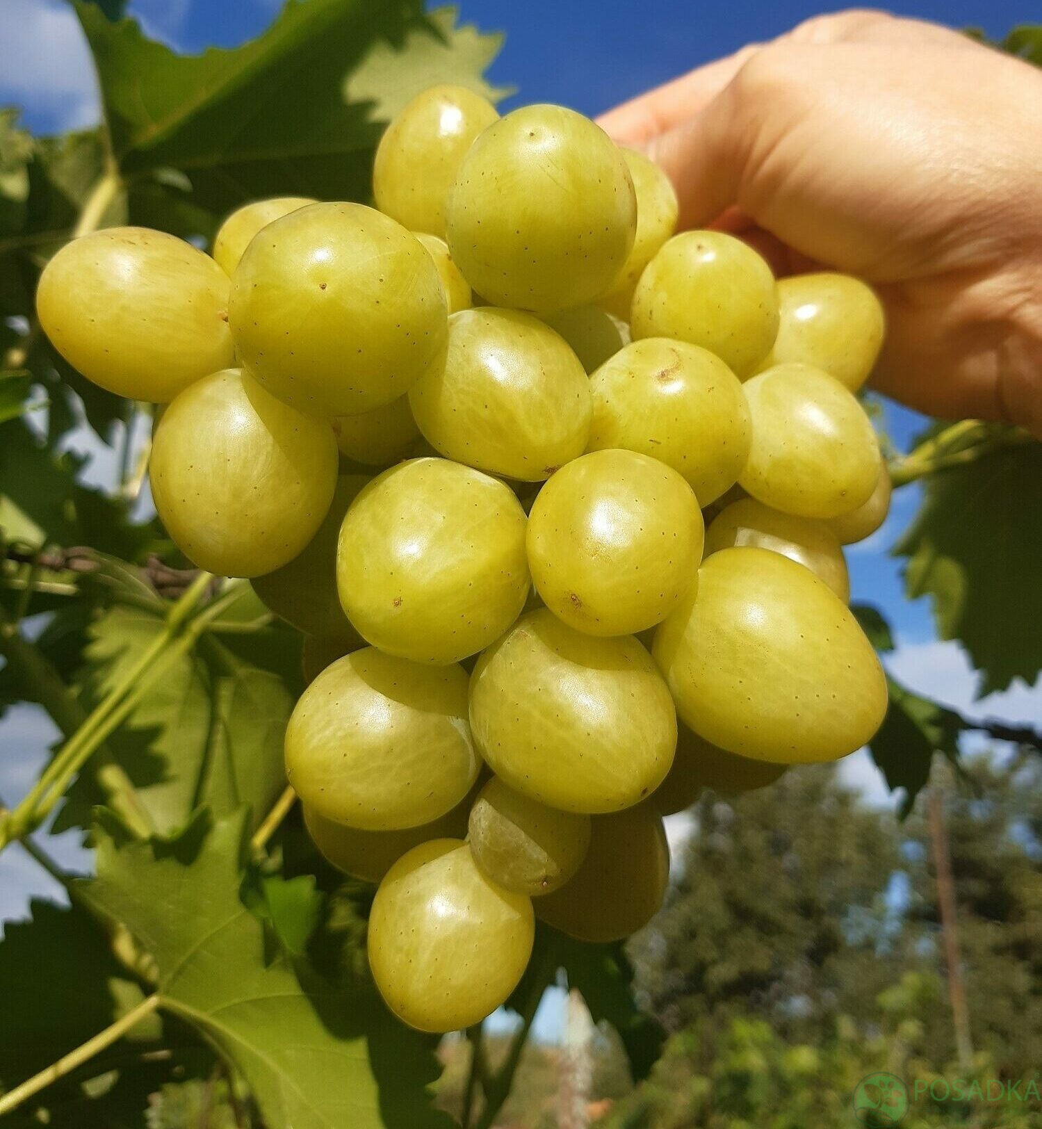 картинка Виноград Дарья 
