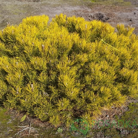 картинка Сосна горная Winter Gold (Винтер Голд) 