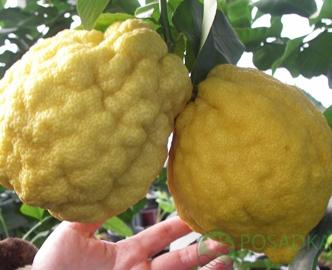 картинка Цитрон Шишкан 