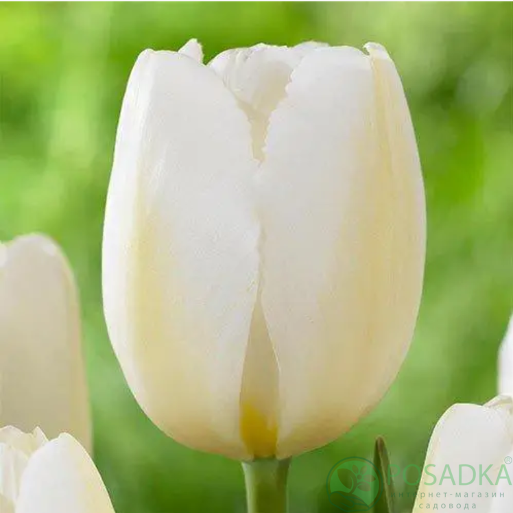 картинка Тюльпан Pays Bas 