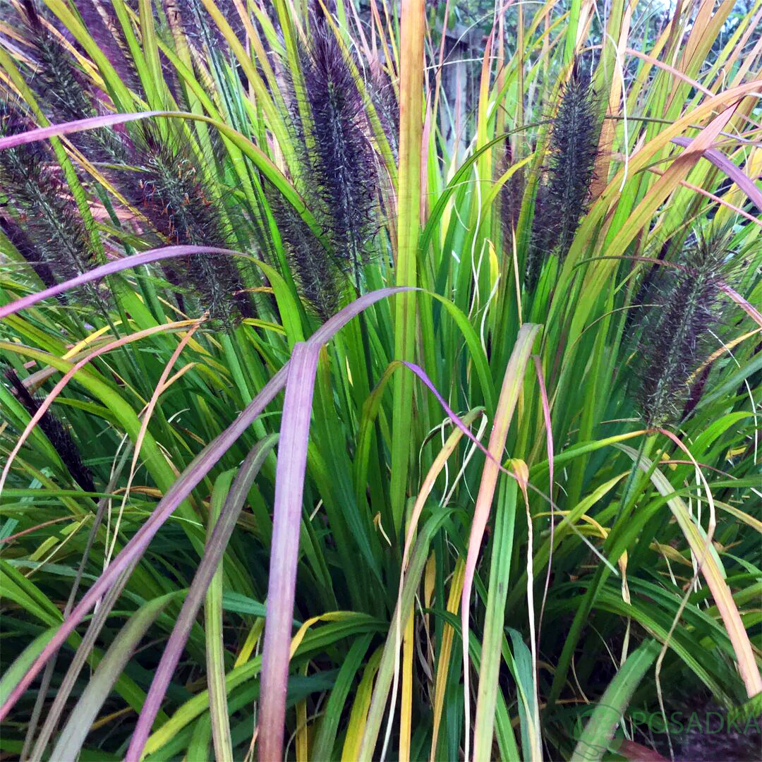 картинка Пеннисетум лисохвостый Black Beauty (Блэк Бьюти) 