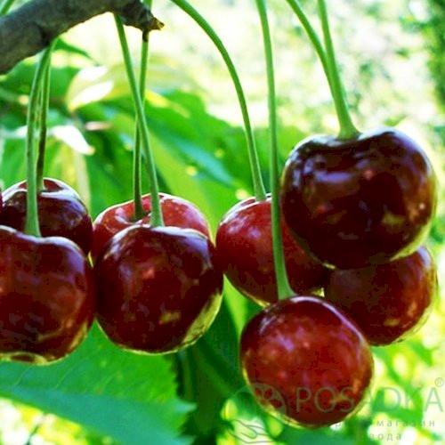 картинка Вишня Шпанка 