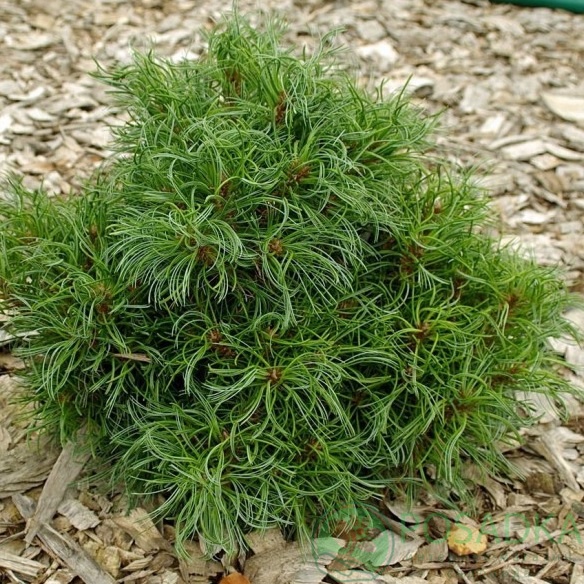 картинка Сосна Веймутова Green Twist 