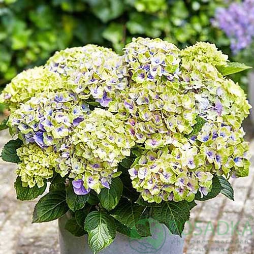 картинка Гортензия крупнолистная Magical Jewel blue 