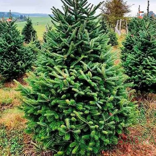 картинка Пихта Фразера (Abies fraseri) 