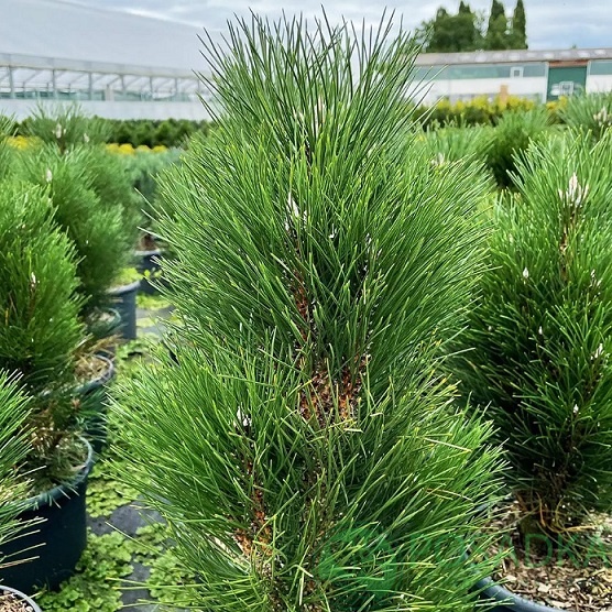 картинка Сосна черная Zimmer 