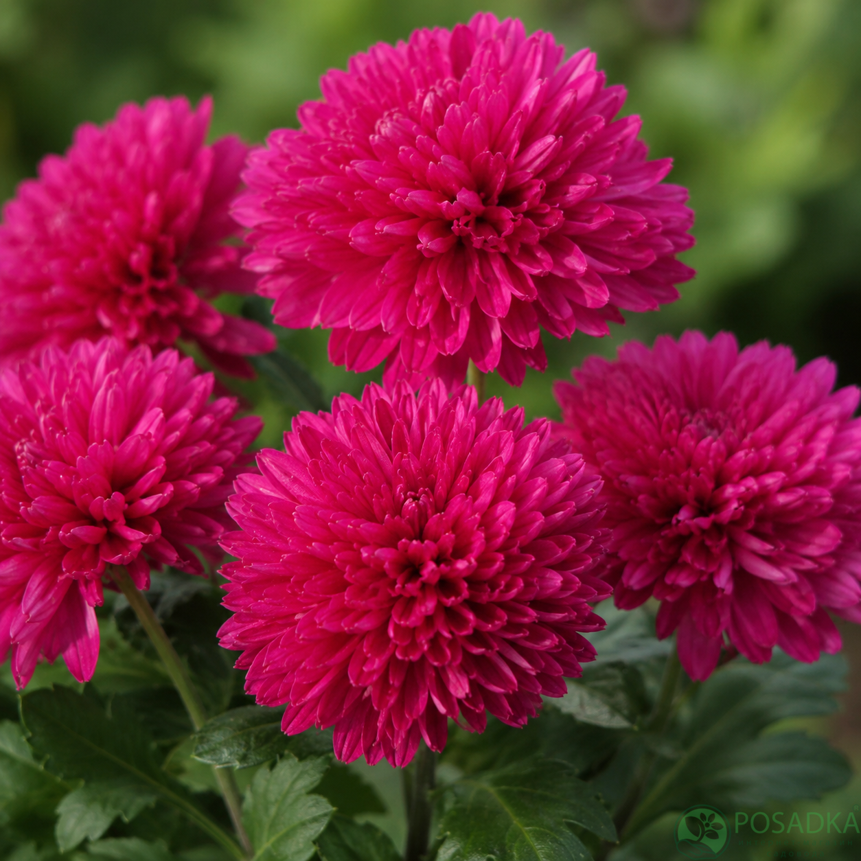 картинка Астра новобельгийская Showmakers Magenta 