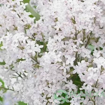 картинка Сирень Флауэрфеста Уайт (Flowerfesta White) 