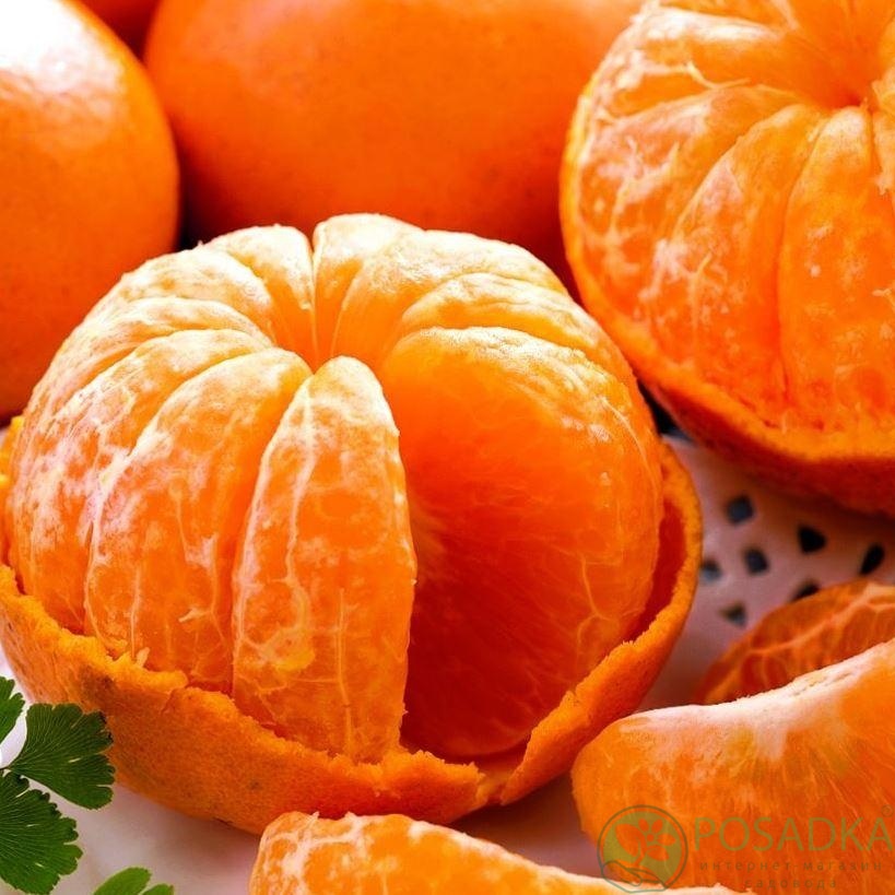 картинка Мандарин Клементин Аноси (контейнер Р14) 