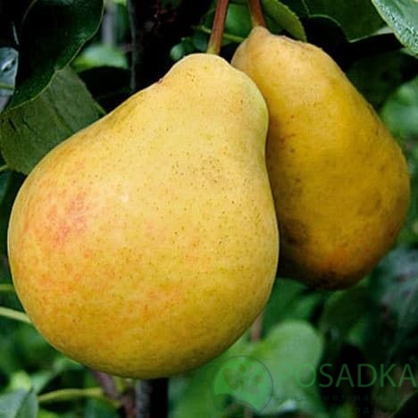 картинка Груша Бере Дюрандо 