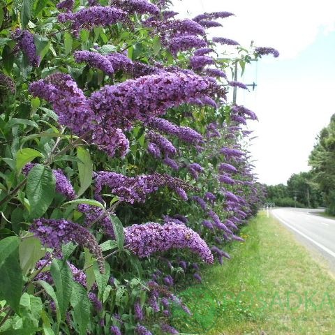 картинка Буддлея Давида Wisteria Lane 