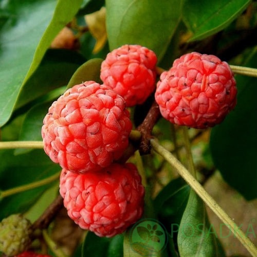 картинка Кудрания (Клубничное Дерево) Rubra 