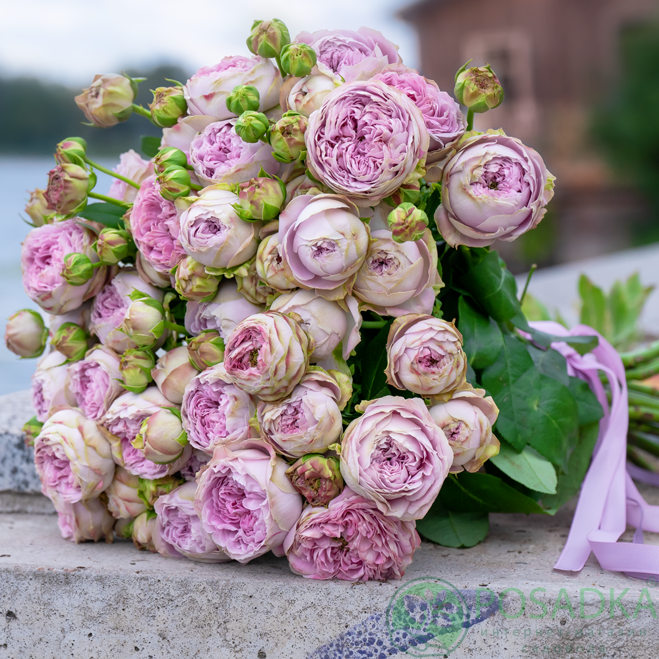 картинка Роза спрей Blossom Bubbles (Блоссом Бабблз) 