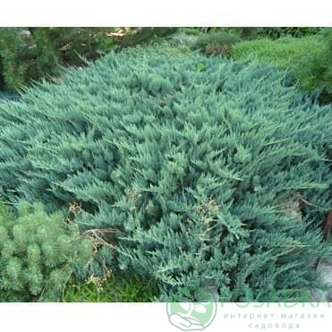 картинка Можжевельник горизонтальный Montana 