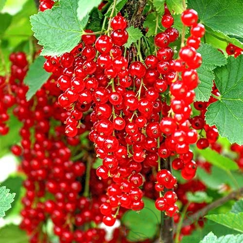 картинка Смородина красная Альфа 