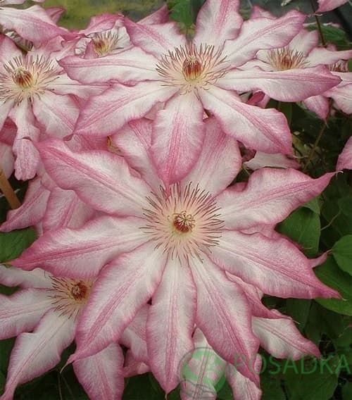 картинка Клематис Tae 