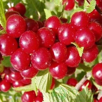 картинка Вишня войлочная Алиса 