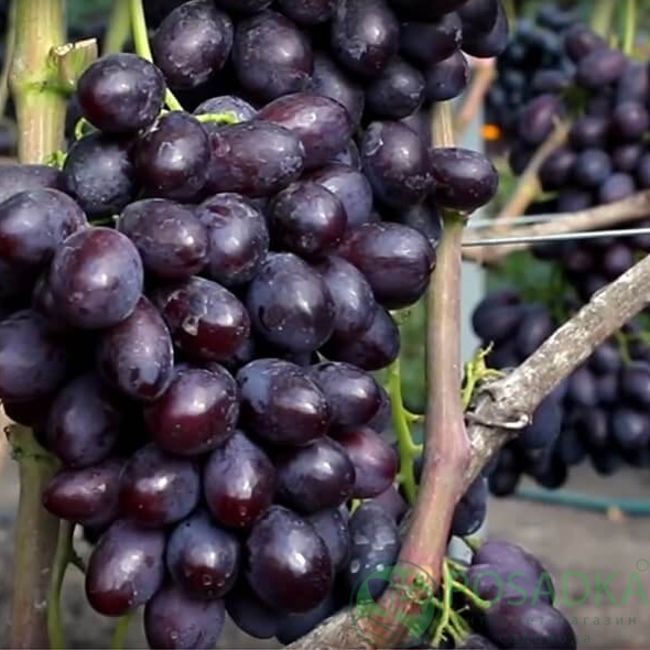 картинка Виноград Каталония 