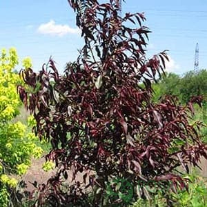 картинка Персик краснолистный Бургунди 
