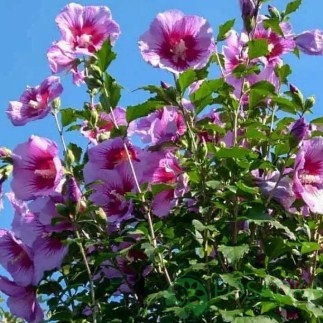 картинка Гибискус сирийский Russian Violet Floru 7.5л картинка Гибискус сирийский Russian Violet Floru 7.5л