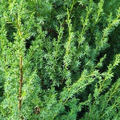 картинка Можжевельник китайский Обелиск 5л 