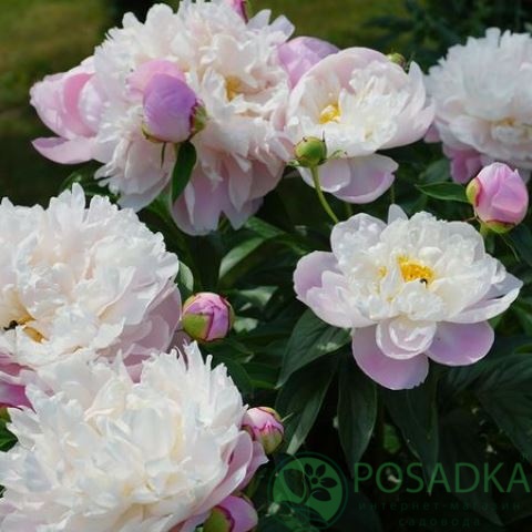 картинка Пион травянистый Ladi Alexander Duff 