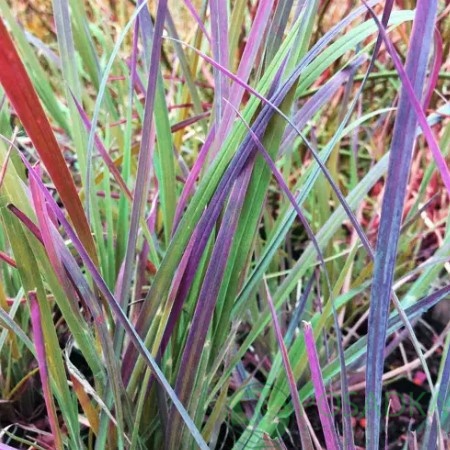 картинка Шизахириум Standing Ovation 